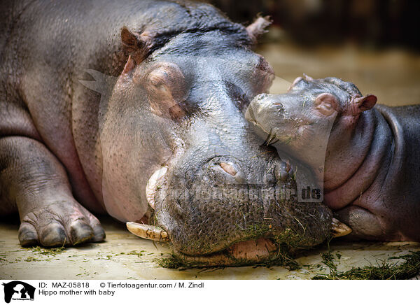 Hippo mother with baby / MAZ-05818