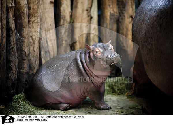 Hippo mother with baby / MAZ-05820