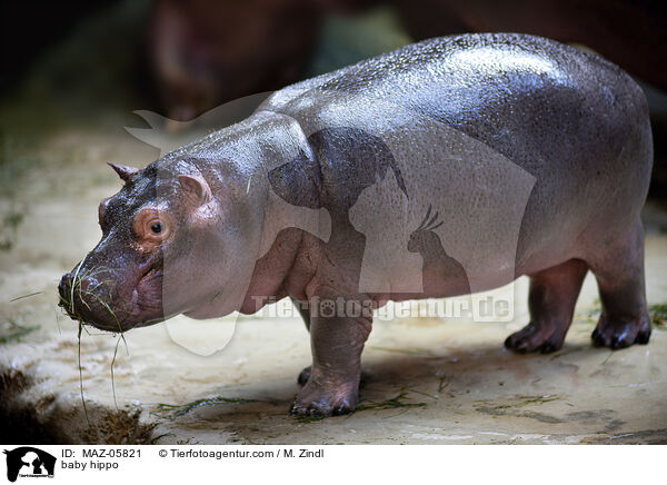 baby hippo / MAZ-05821