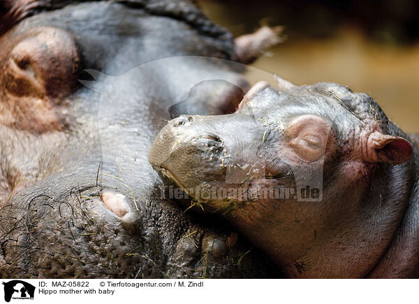 Hippo mother with baby / MAZ-05822