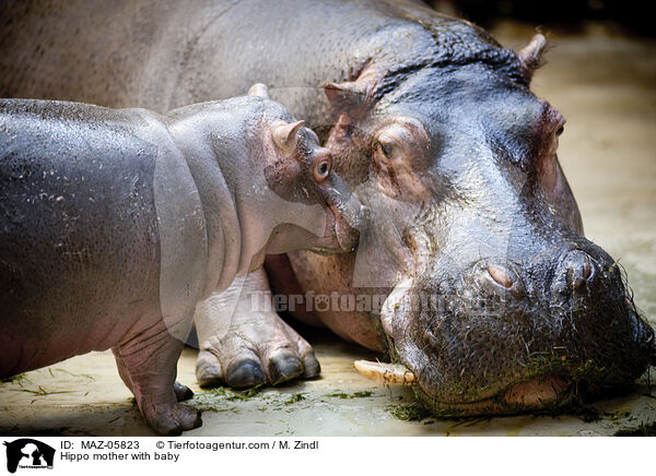 Hippo mother with baby / MAZ-05823