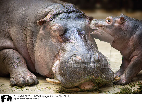 Hippo mother with baby / MAZ-05825