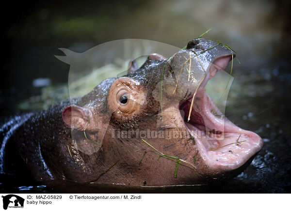 baby hippo / MAZ-05829