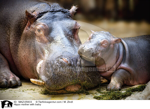 Hippo mother with baby / MAZ-05833
