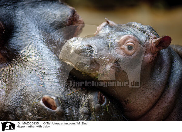 Hippo mother with baby / MAZ-05835