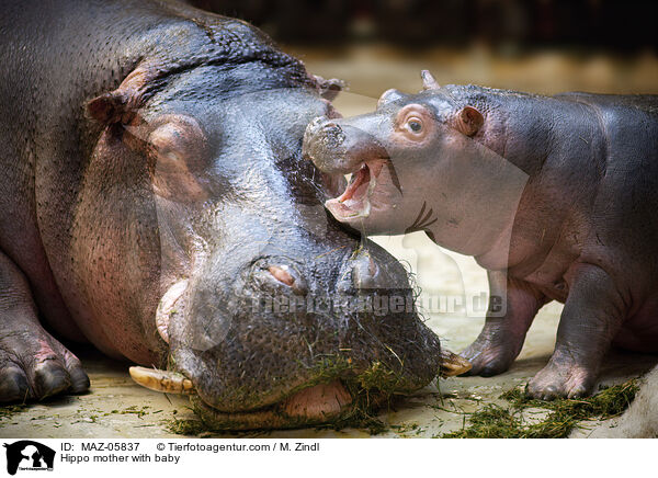 Hippo mother with baby / MAZ-05837