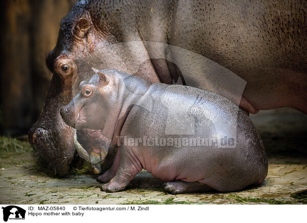 Hippo mother with baby / MAZ-05840