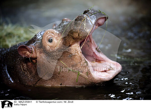 baby hippo / MAZ-05841