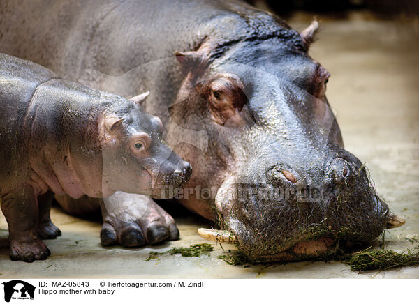 Hippo mother with baby / MAZ-05843