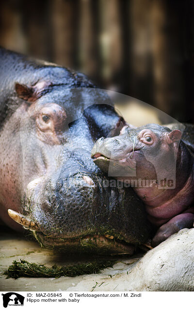 Hippo mother with baby / MAZ-05845