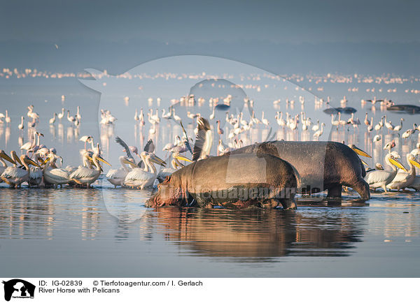 River Horse with Pelicans / IG-02839