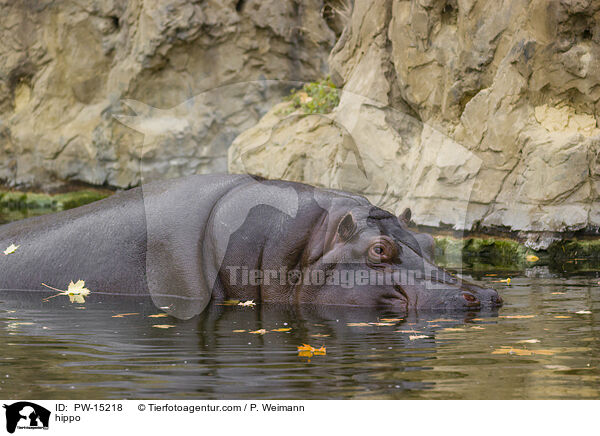 Flusspferd / hippo / PW-15218