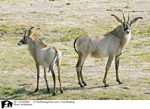 Pferdeantilopen / Roan antelopes / HJ-02364