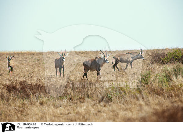 Pferdeantilopen / Roan antelopes / JR-03498
