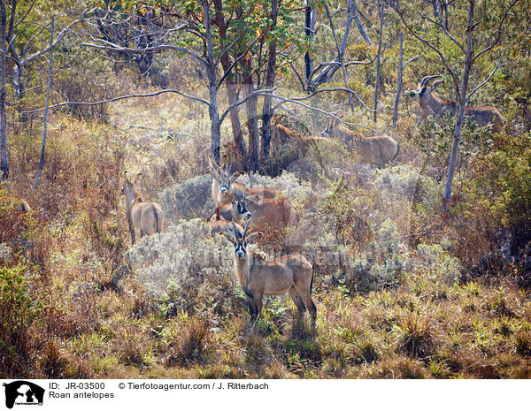 Pferdeantilopen / Roan antelopes / JR-03500