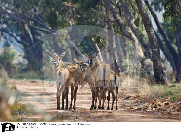 Pferdeantilopen / Roan antelopes / JR-03502