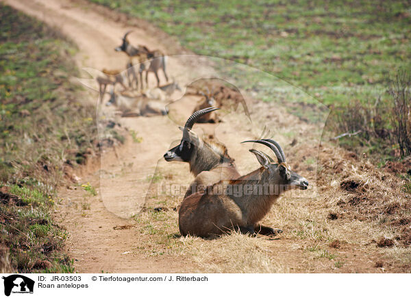 Pferdeantilopen / Roan antelopes / JR-03503