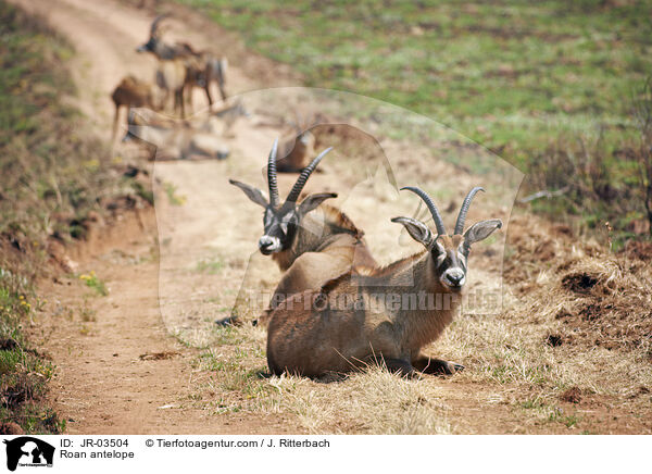 Pferdeantilope / Roan antelope / JR-03504