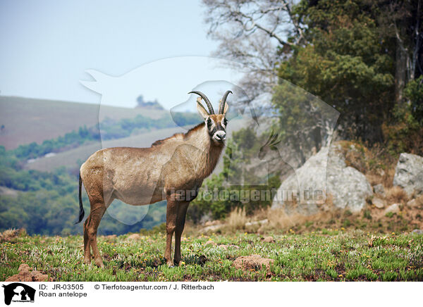 Pferdeantilope / Roan antelope / JR-03505