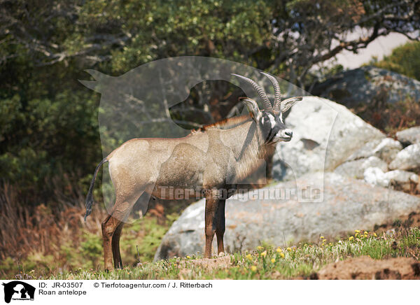 Pferdeantilope / Roan antelope / JR-03507