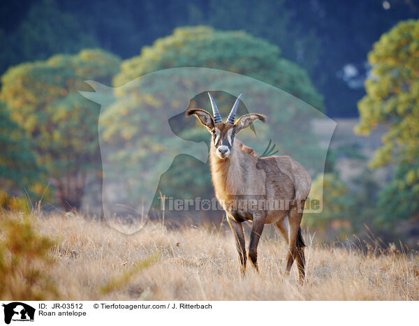 Pferdeantilope / Roan antelope / JR-03512