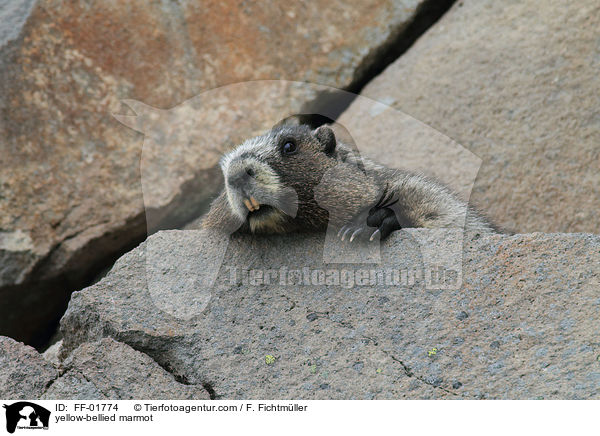 yellow-bellied marmot / FF-01774