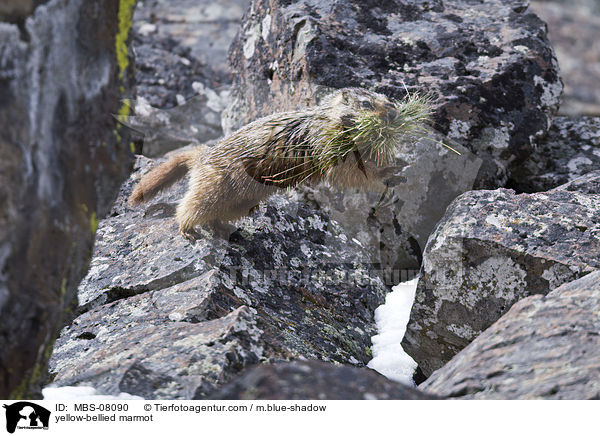 yellow-bellied marmot / MBS-08090