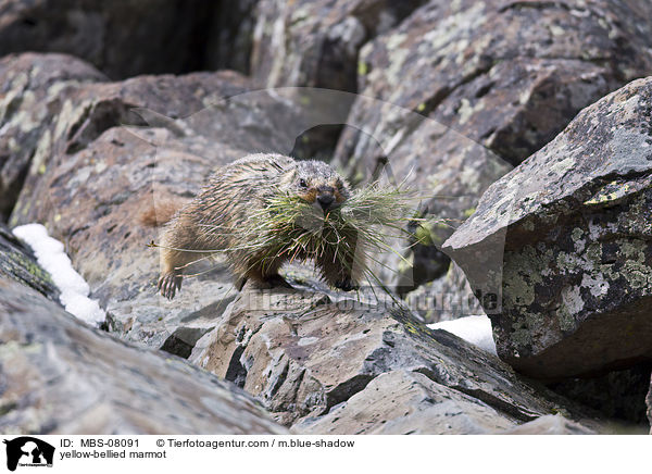 yellow-bellied marmot / MBS-08091