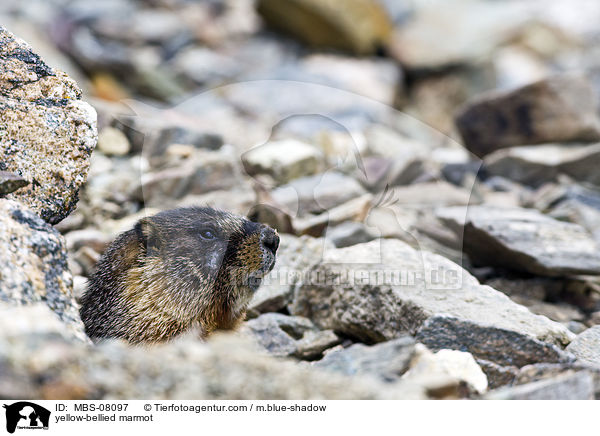 yellow-bellied marmot / MBS-08097