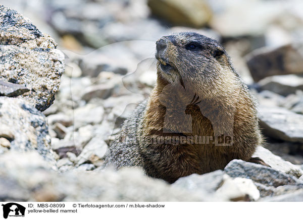 yellow-bellied marmot / MBS-08099