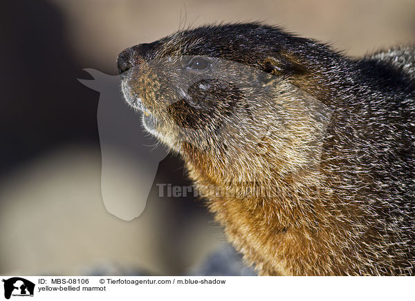Gelbbauchmurmeltier / yellow-bellied marmot / MBS-08106