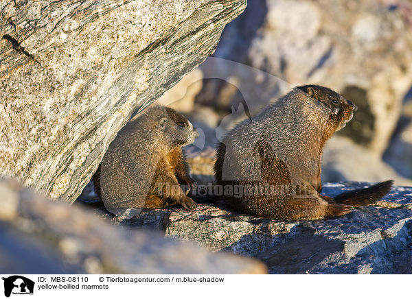 Gelbbauchmurmeltiere / yellow-bellied marmots / MBS-08110