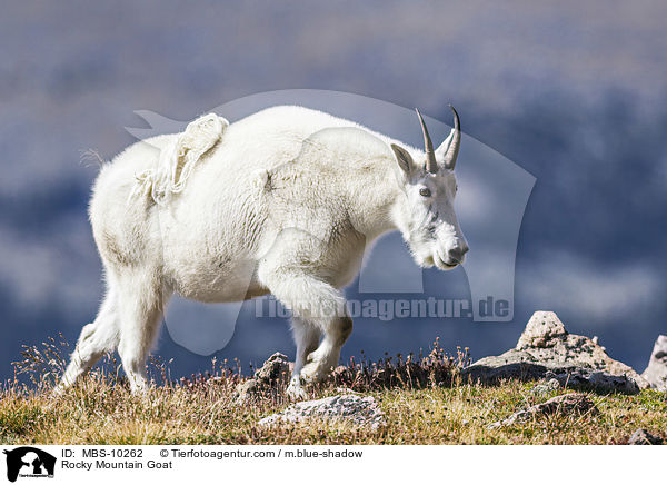 Rocky Mountain Goat / MBS-10262