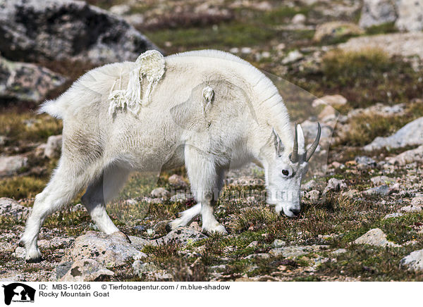 Rocky Mountain Goat / MBS-10266