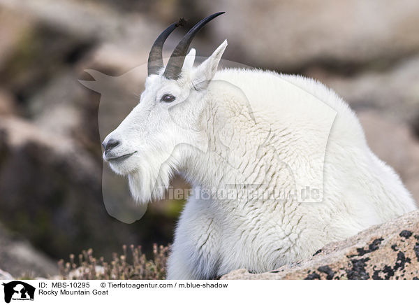 Rocky Mountain Goat / MBS-10295