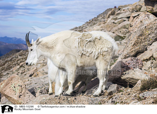 Rocky Mountain Goat / MBS-10296