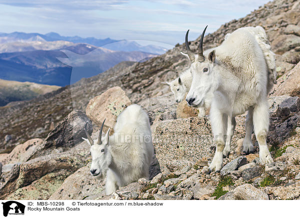 Rocky Mountain Goats / MBS-10298