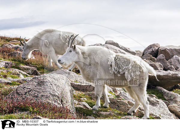 Rocky Mountain Goats / MBS-10307