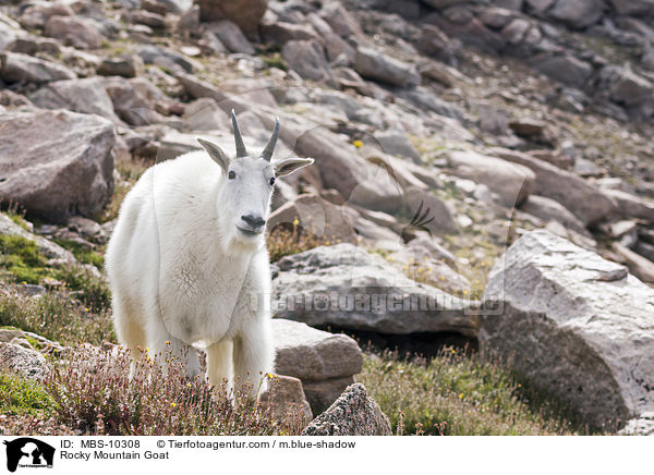 Rocky Mountain Goat / MBS-10308