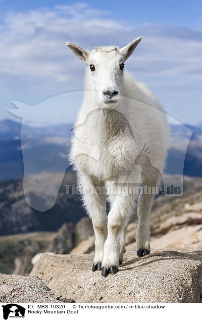 Rocky Mountain Goat / MBS-10320