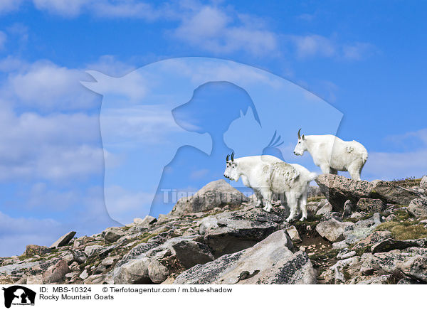 Rocky Mountain Goats / MBS-10324