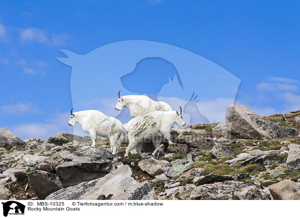 Rocky Mountain Goats / MBS-10325