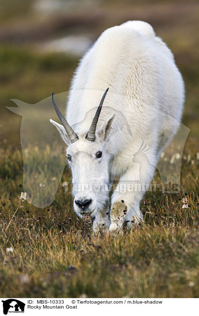 Rocky Mountain Goat / MBS-10333