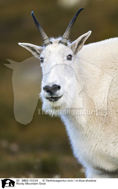 Rocky Mountain Goat / MBS-10334