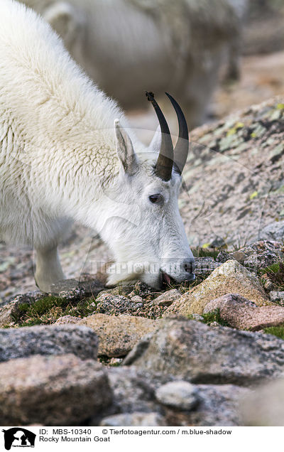 Rocky Mountain Goat / MBS-10340