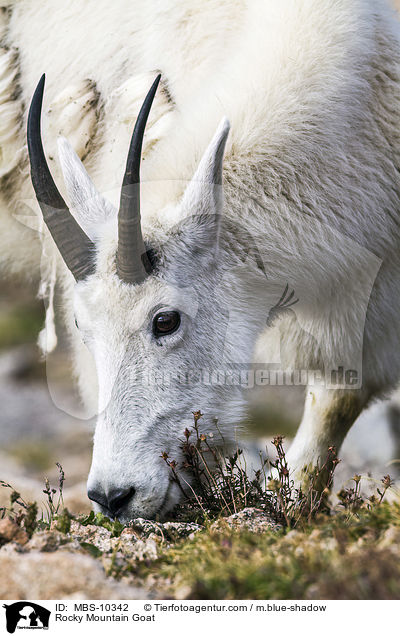 Rocky Mountain Goat / MBS-10342