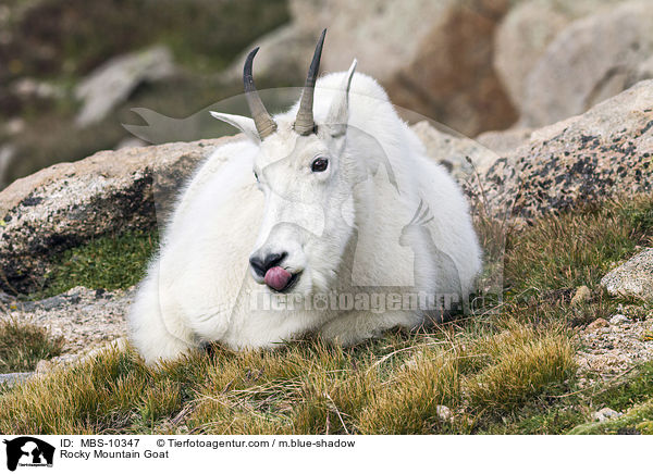 Rocky Mountain Goat / MBS-10347