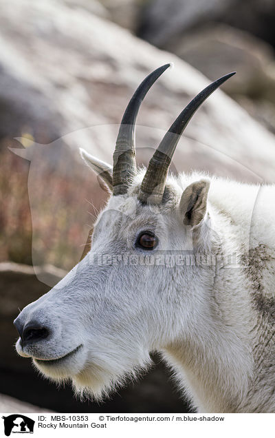 Rocky Mountain Goat / MBS-10353