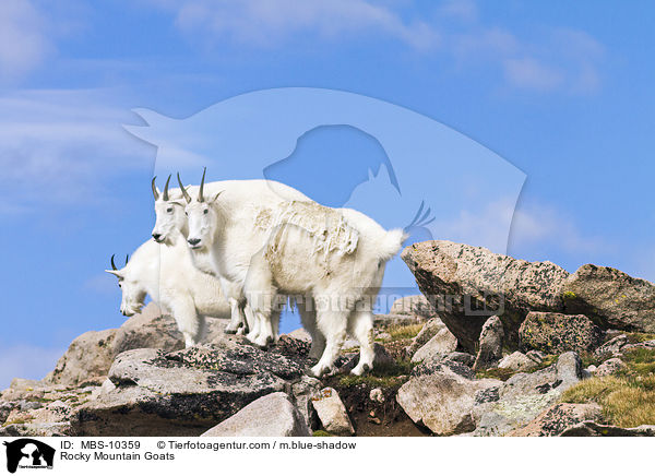 Rocky Mountain Goats / MBS-10359