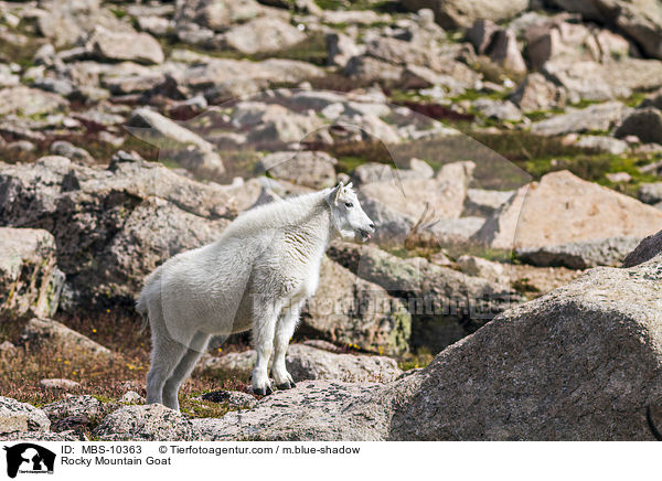 Rocky Mountain Goat / MBS-10363